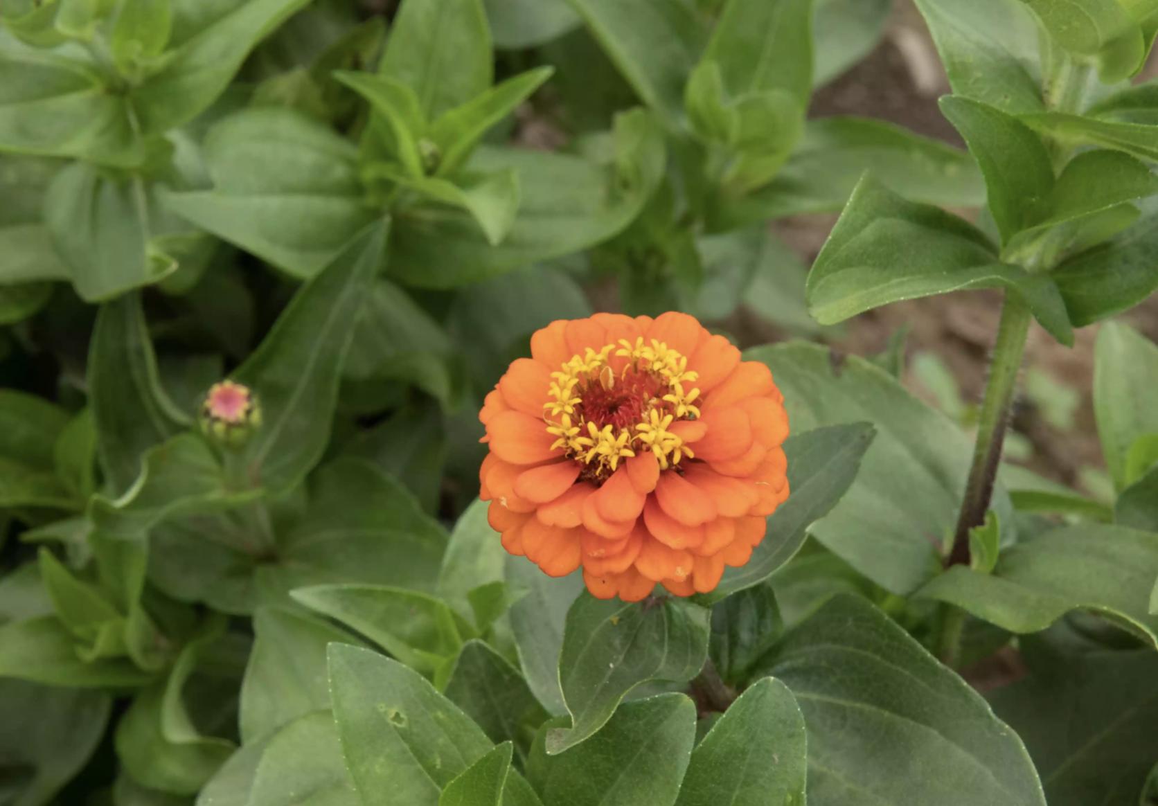 充满活力阳光的花,20种需要阳光的花