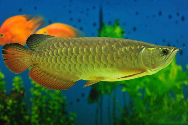 金龙鱼清香稻为什么贵,比金龙鱼还贵的鱼