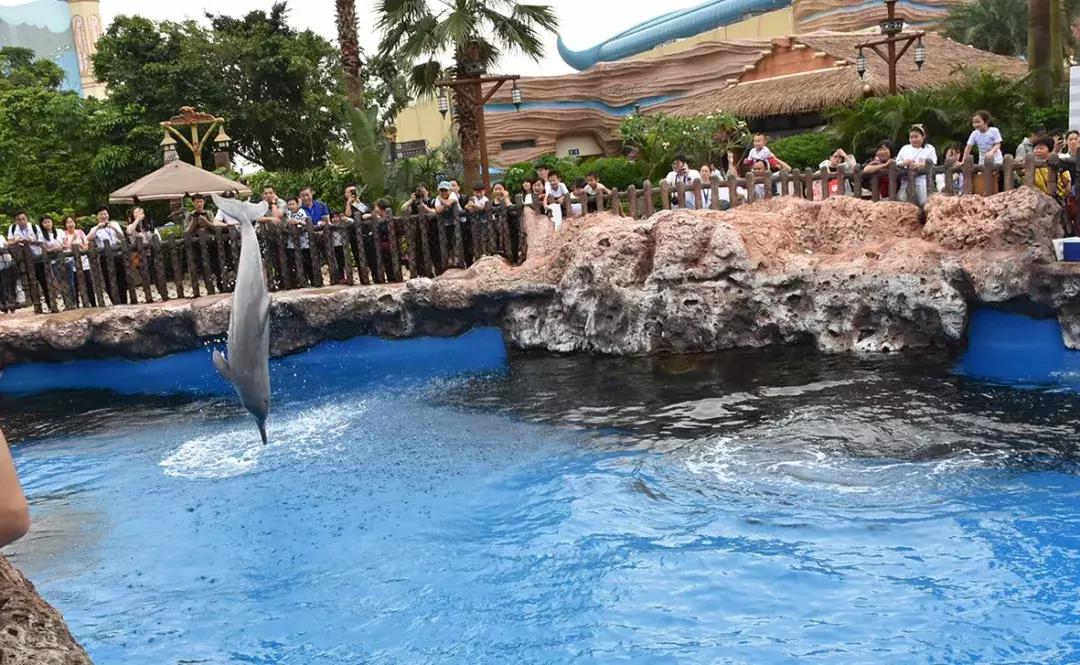 保护中华白海豚的必要性,保护中华白海豚为海洋发声