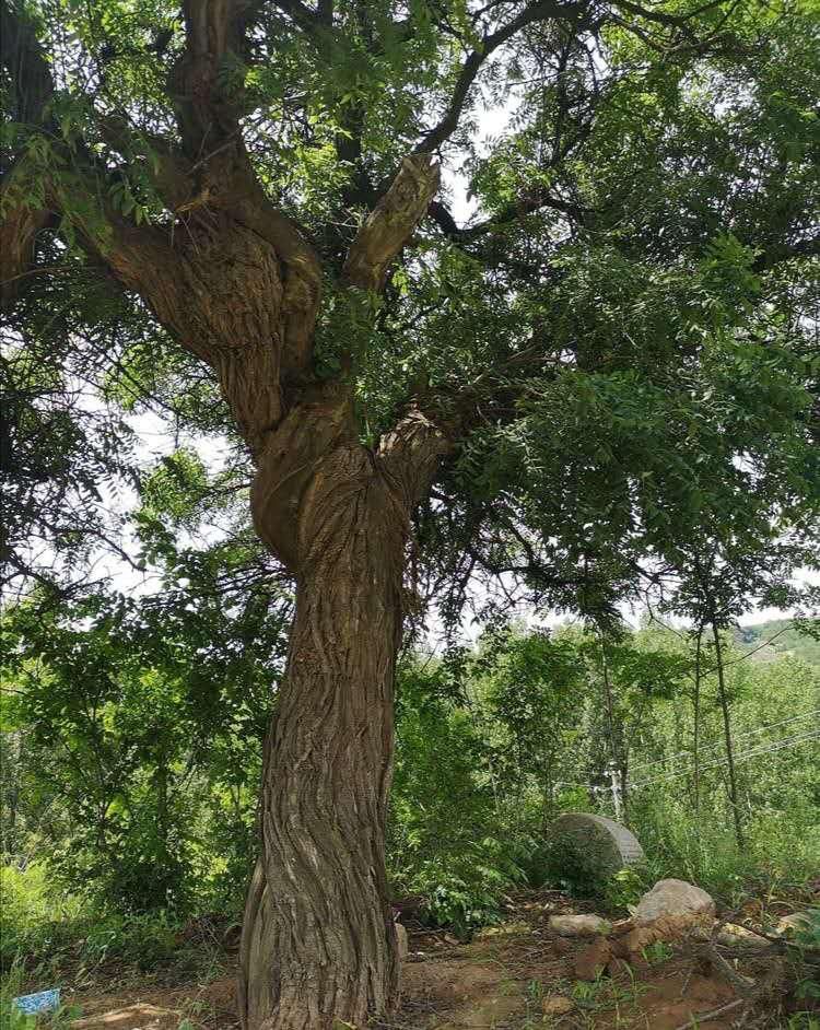 生态宜居家园风景,生态环境美丽家园