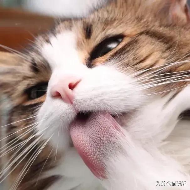 新手养猫需要学习的功课,新手养猫应该做足的功课