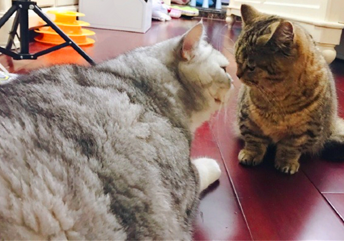 猫咪有没有被完全驯化,猫咪为什么能被驯化