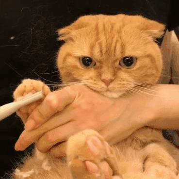 夏天猫咪中暑视频,炎炎夏日猫咪应该怎么安全度过