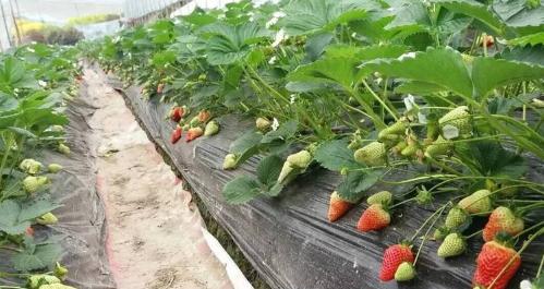 十大紧缺种植项目,种植业需要注意的问题