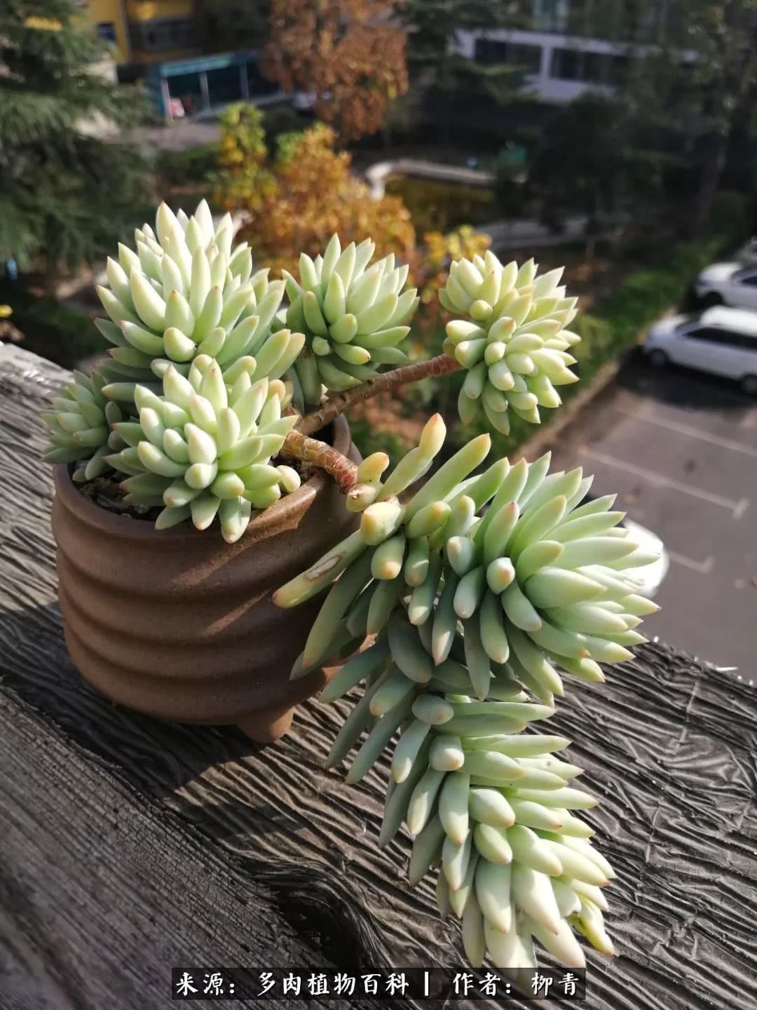 从入卡坑一个月到入卡坑三年,从入坑到现在所有品种开花图