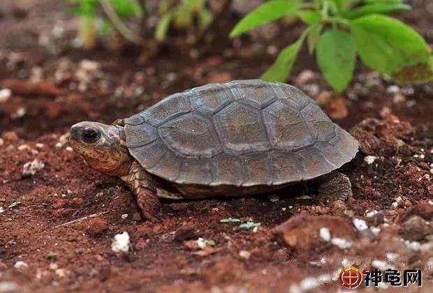 深水龟热带龟,犁沟木纹龟冬眠吗