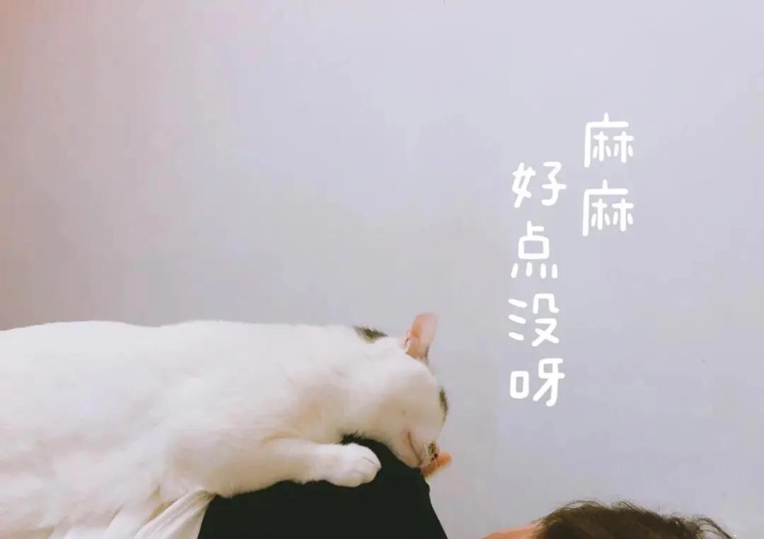 养猫人哭了 (朝九晚五适合养猫吗)