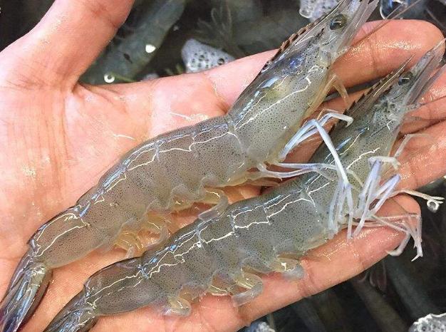 吃了30年的鱼才知道还有这种做法,吃了这么久的虾现在才知道奥秘