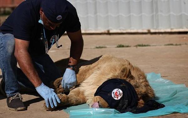 三米长的眼镜王蛇闯入家里,眼镜王蛇爬到家门口是什么征兆