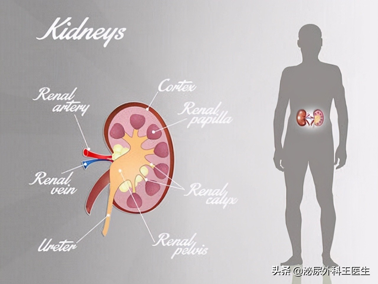 为什么尿毒症越来越多什么不能吃,为什么尿毒症两个肾都坏了呢