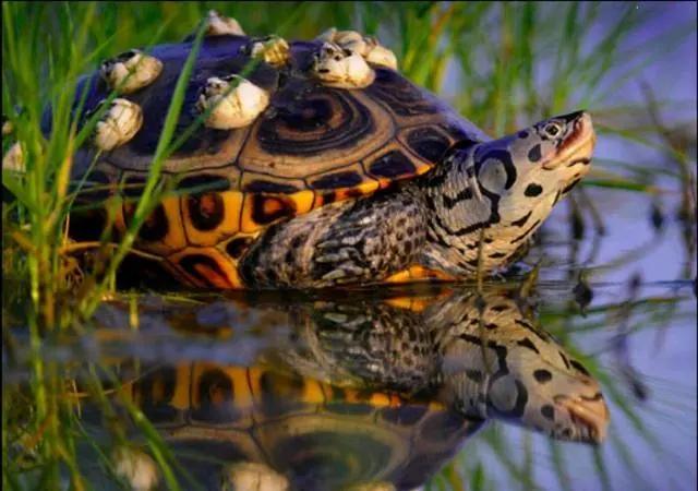 批量养钻纹龟最佳饲养方法,钻纹龟正确饲养方法