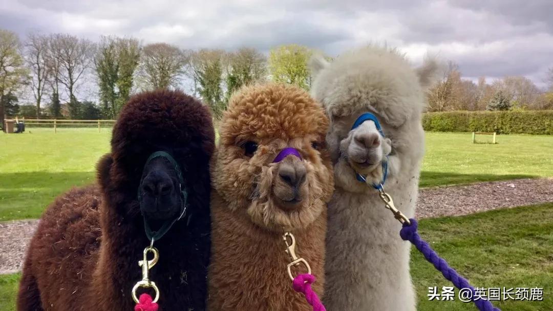 羊驼专治什么病,羊驼治愈厌食症