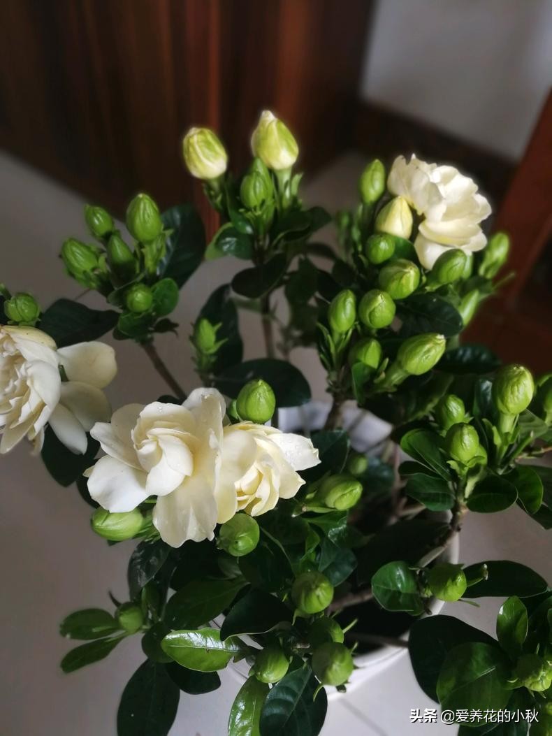 栀子花长得细弱黄叶春季如何处理,土壤保持湿润栀子花黄叶掉花苞