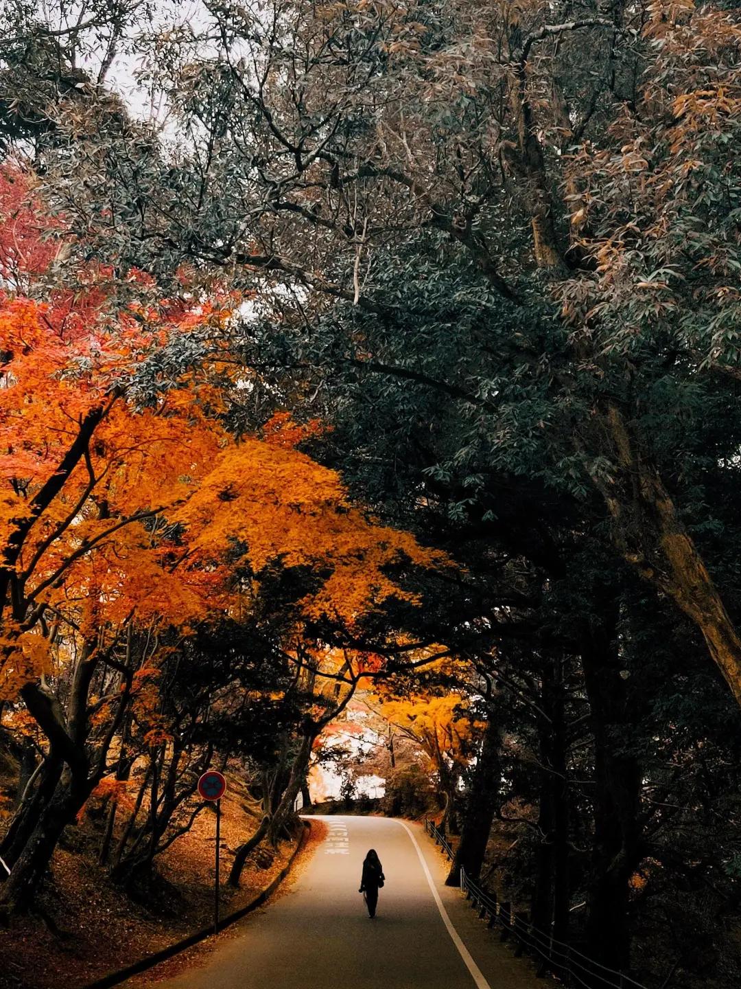 秋色正艳|掌握这6个小技巧，教你拍出绝美秋景