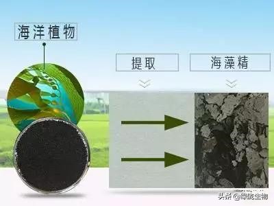 海藻精对植物的效果,海藻精水溶肥料有什么作用