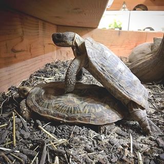 养龟其实很简单,养龟人朋友圈说说