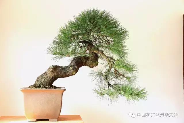 盆景黑松造型欣赏 (黑松盆景造型实例大全)