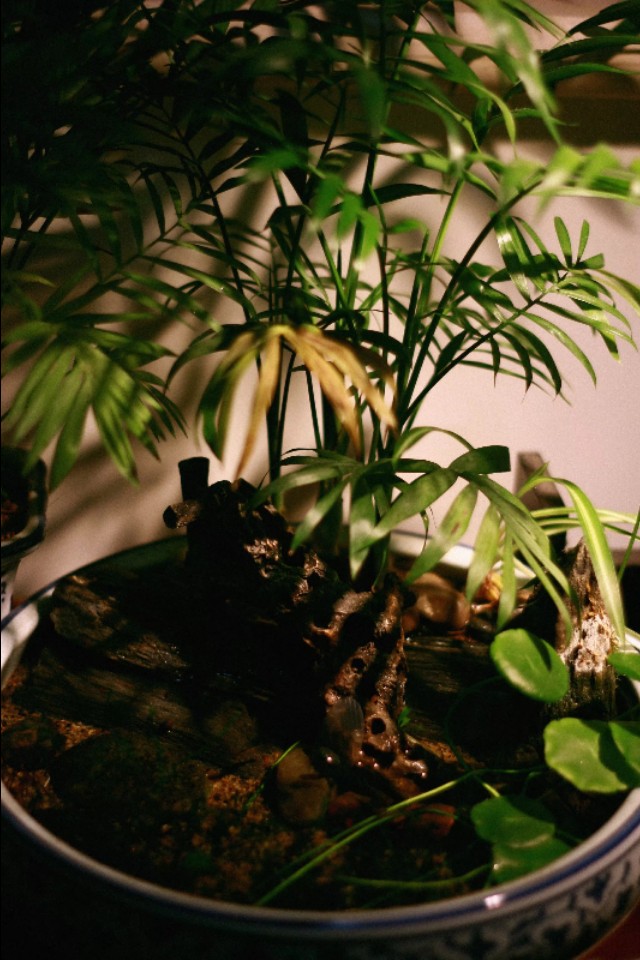 水族箱古法养鱼 (水族箱养鱼实拍分享)