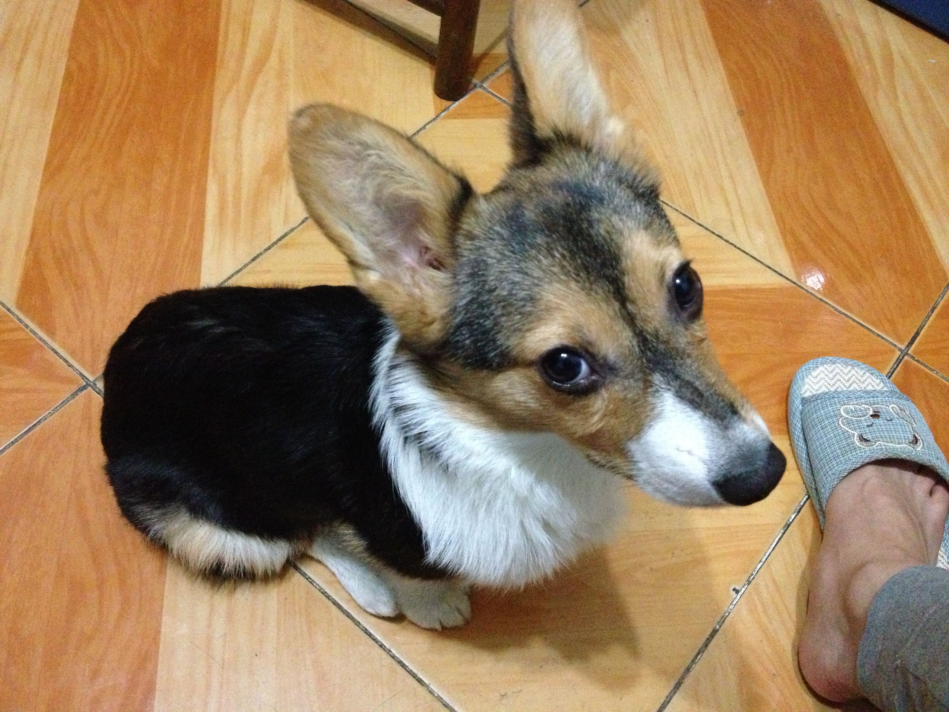 狗狗不长肉怎么回事,心疼狗狗是什么心理