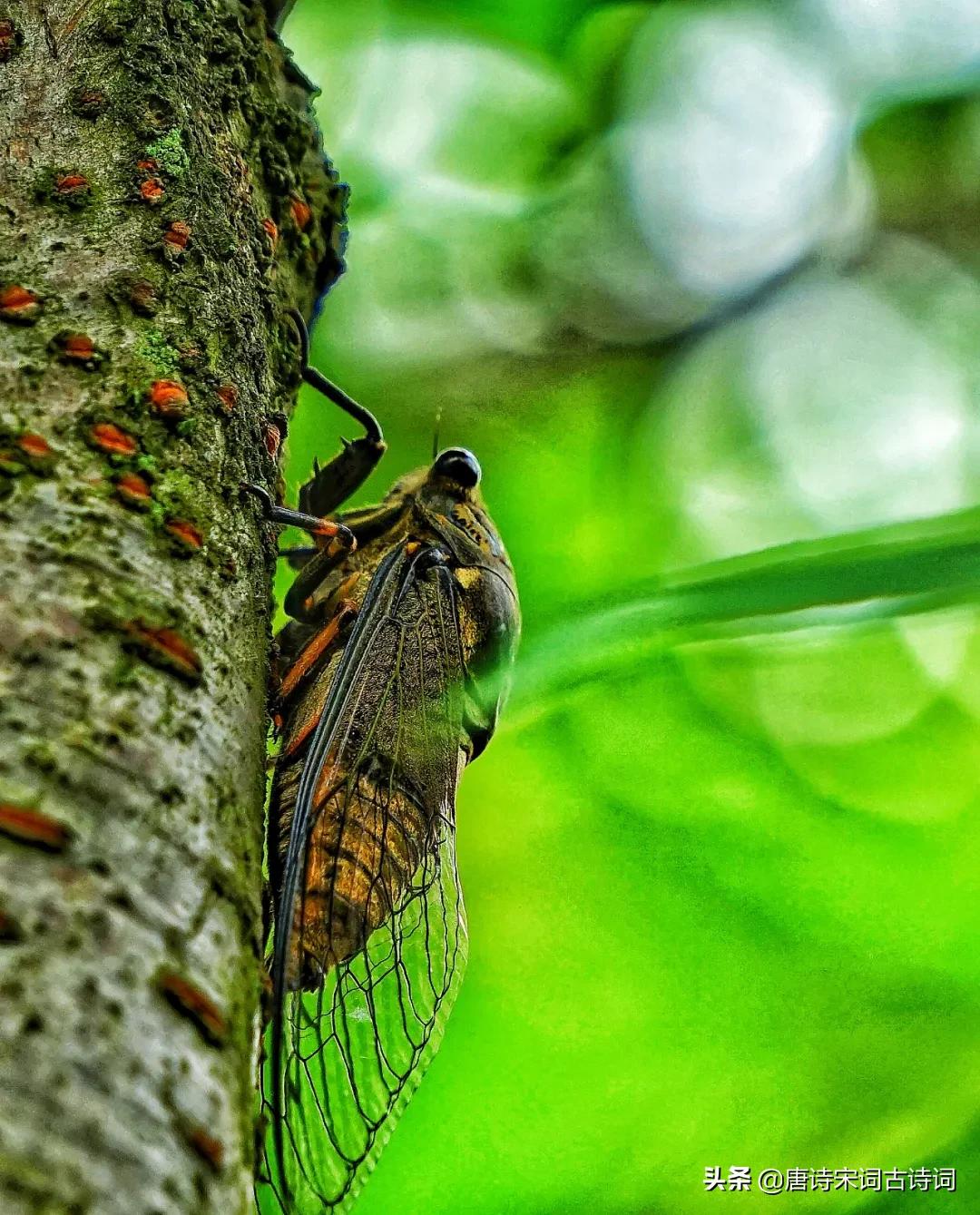 倚杖柴门外临风听暮蝉全诗赏析,倚杖柴门外临风听暮蝉的意思