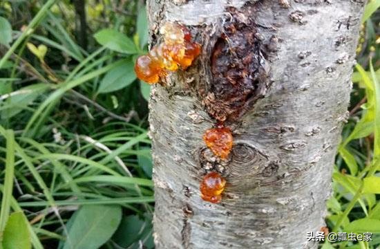 果树流胶病教你一招搞定,波尔多液能防治果树流胶病吗