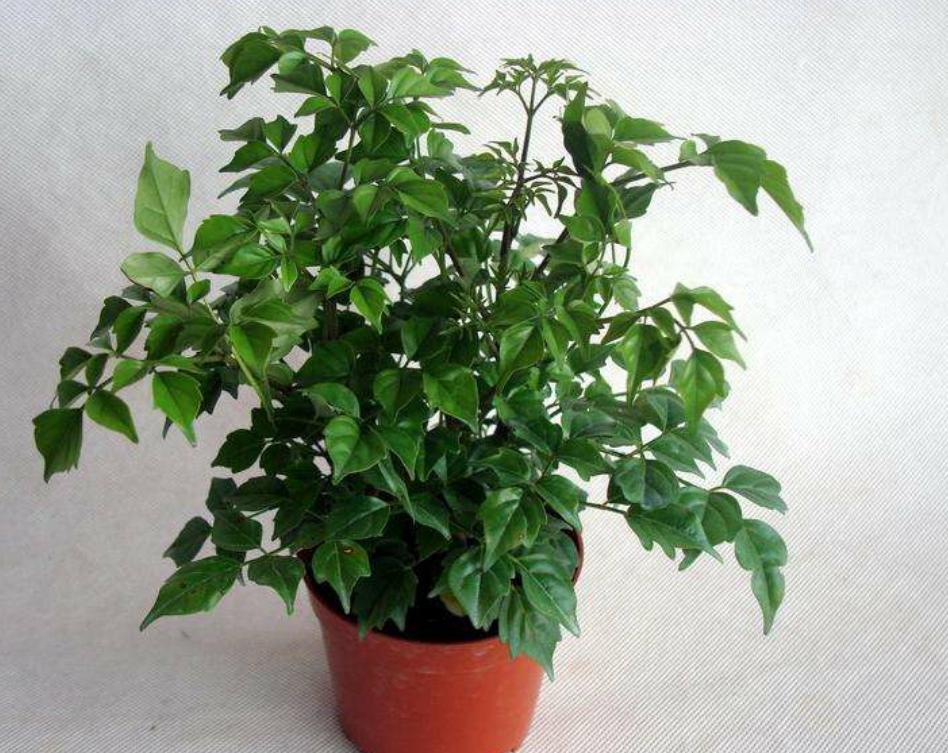 幸福树叶子少怎么才能枝繁叶茂,幸福树叶子越来越少怎么养