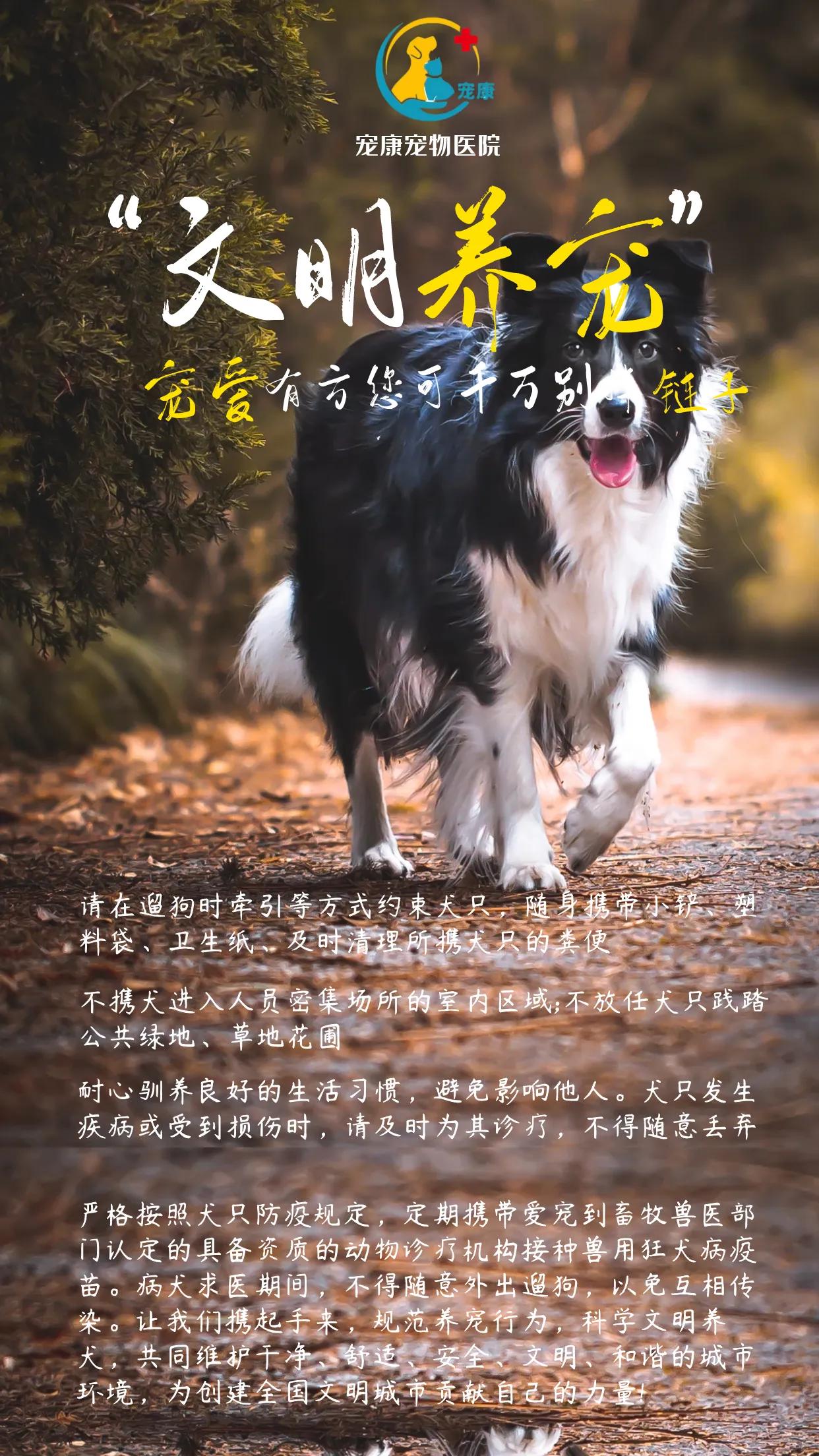 龙川养狗的人,龙川养蛋白虫