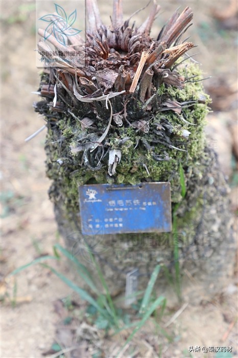 植物界的大熊猫生长在宝华山,植物界的大熊猫是指