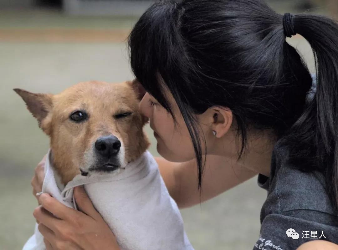 流浪狗得肿瘤,流浪狗得肿瘤被主人遗弃