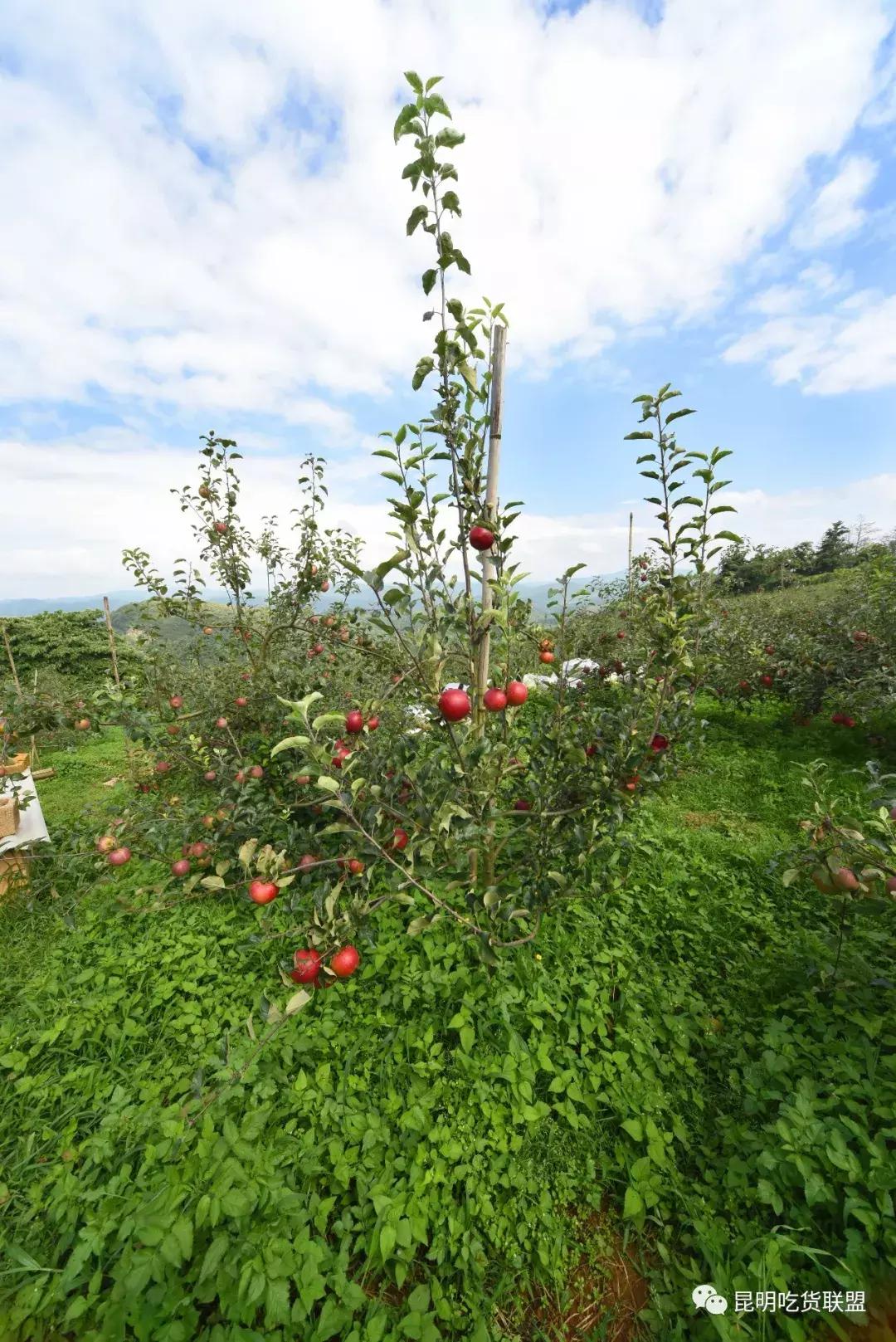 昆明采摘一日游,昆明采摘游