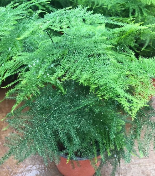 文竹黄叶了,通过4个方法来改善,枝叶鲜绿,越来越旺