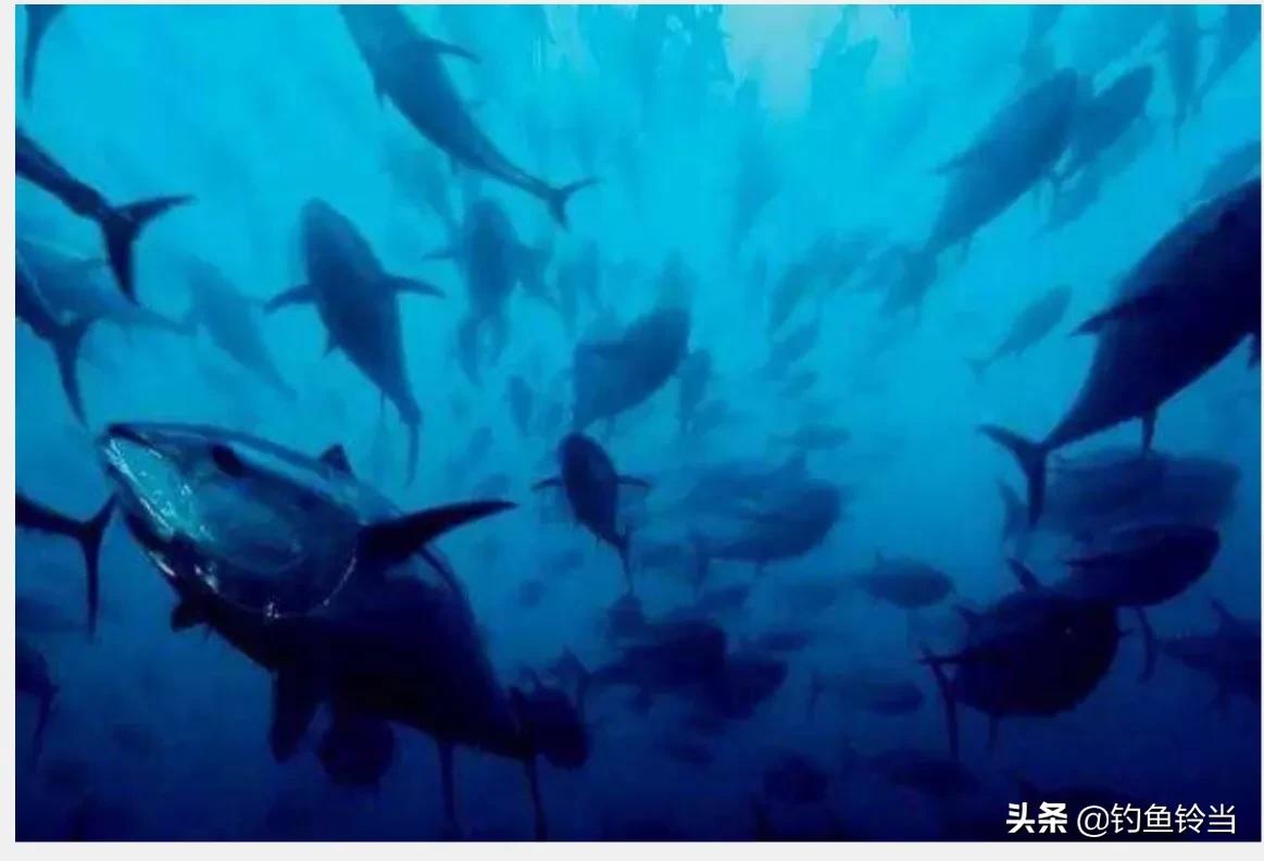 农民钓到一条价值几万的鱼,钓到一条鱼值好几万