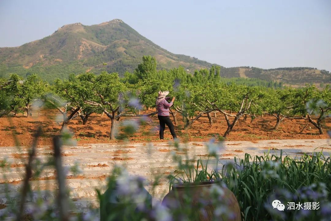 泗张王家庄民俗,泗水泗张王家庄