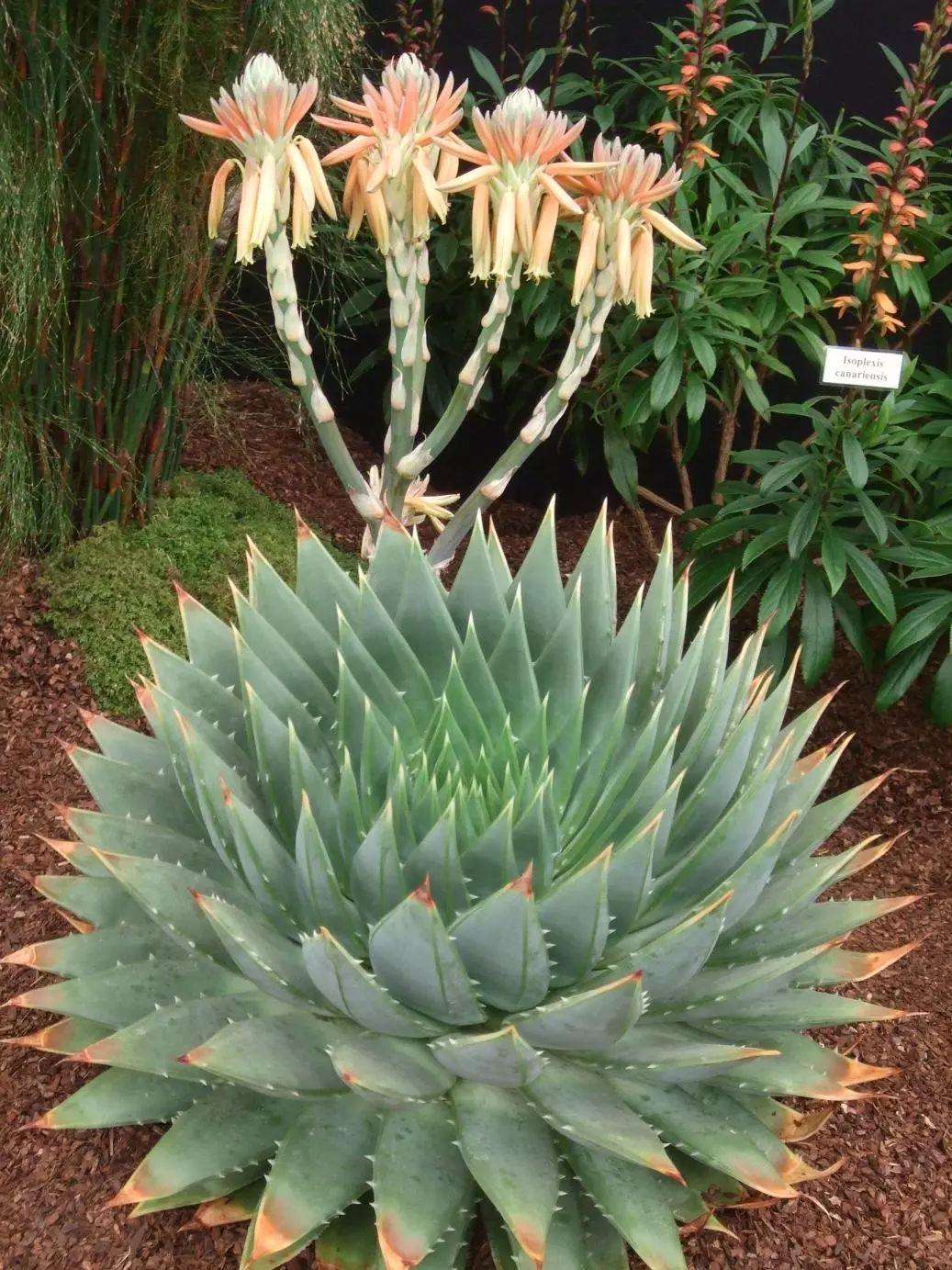 芦荟怎么养才能开花很美,家庭养芦荟最好的方法