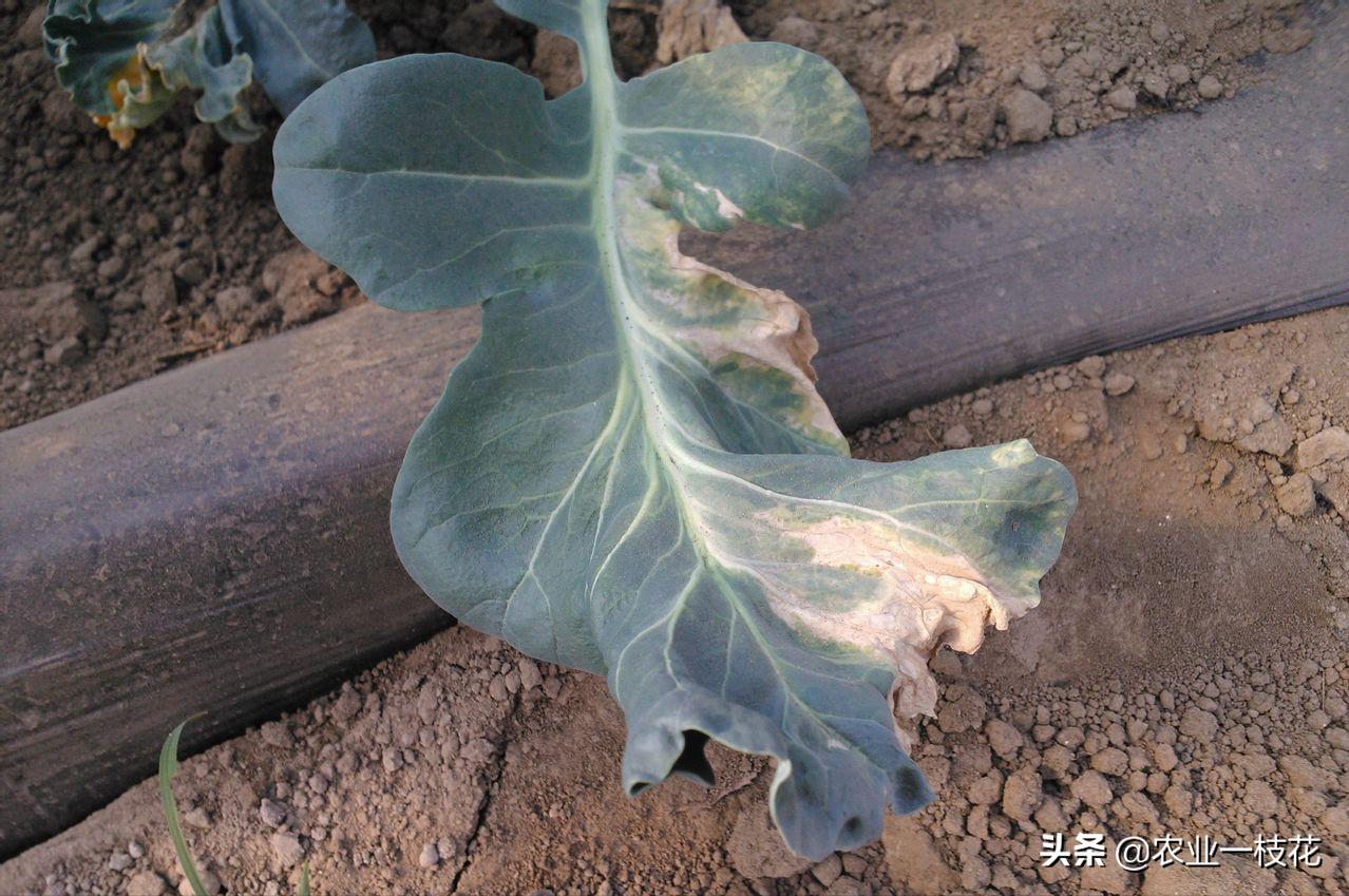 花椰菜黑腐病图片,花椰菜黑腐病有什么症状