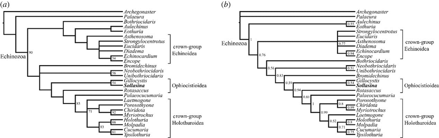 多条触手的海洋生物,50根触手的章鱼