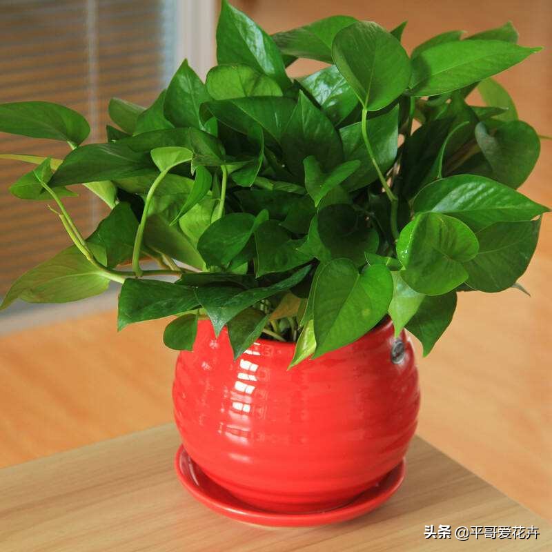 绿萝叶片发黄应该怎么治,绿萝叶片发黄是怎么回事儿