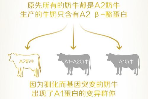 a2酪蛋白的优点和缺点,a2β-酪蛋白和a2生牛乳区别