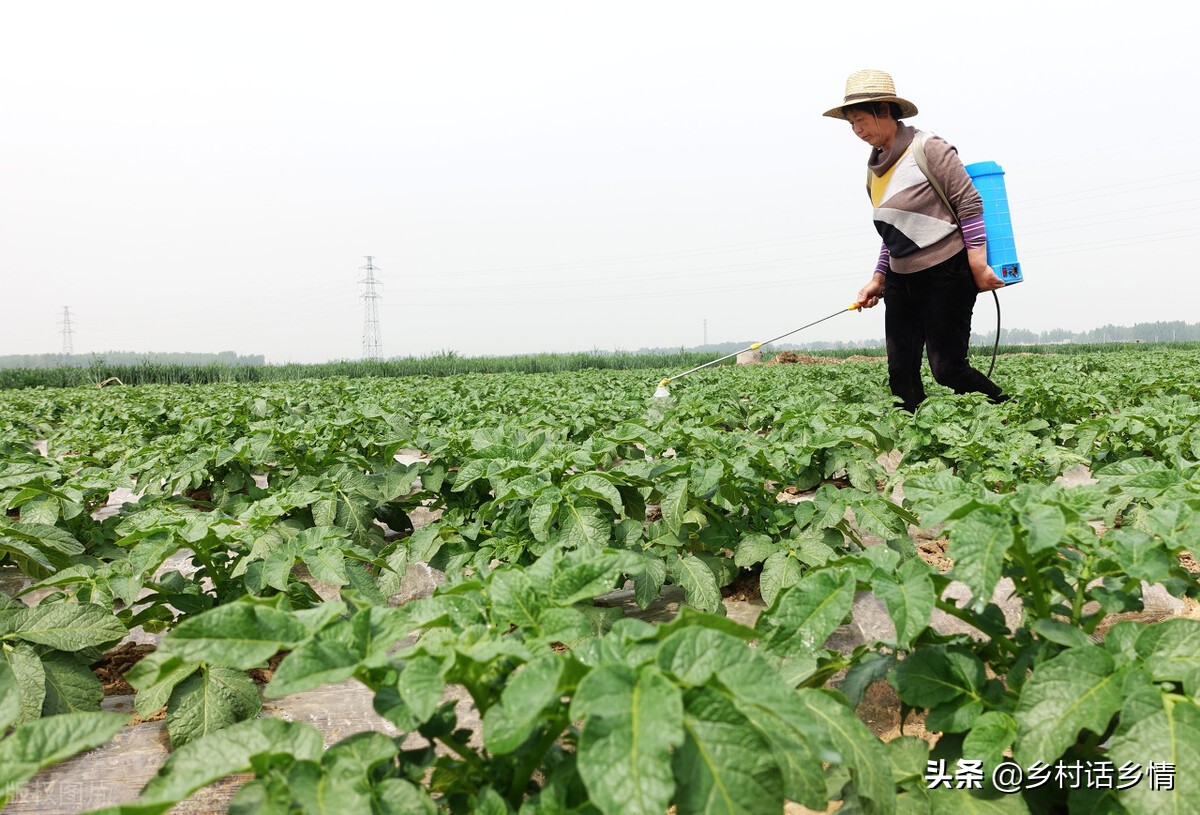 种菜招小虫子怎么办,种菜治虫好方法