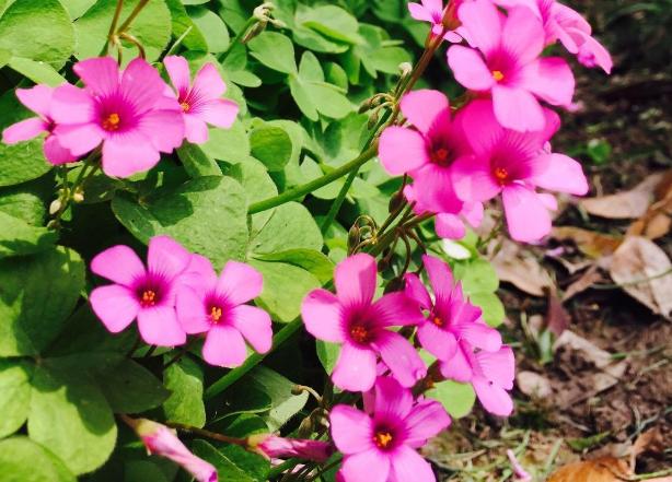 三叶草属于幸运草吗,三叶草是幸运的象征