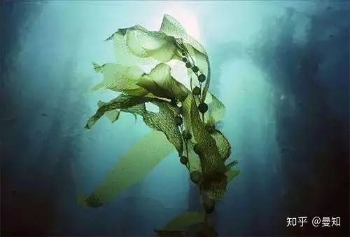 海蓝之谜面霜值得买吗,海蓝之谜最值得买的产品是什么