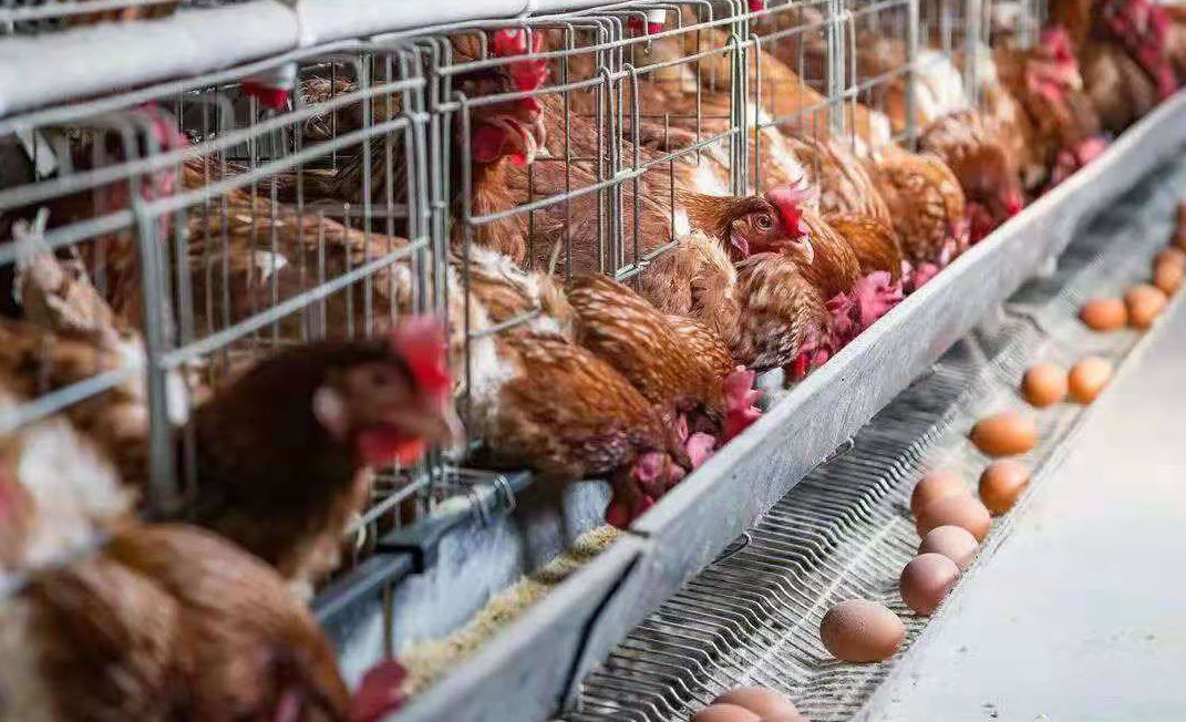 散养绿壳蛋鸡养殖全部视频,蛋鸡养殖前景怎么样