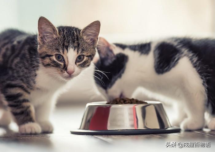 猫咪贫血吃什么补血,猫咪贫血白血病