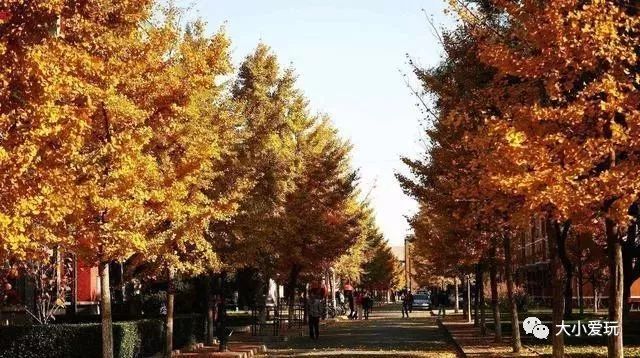 银杏北京打卡地,北京十大银杏观赏地图