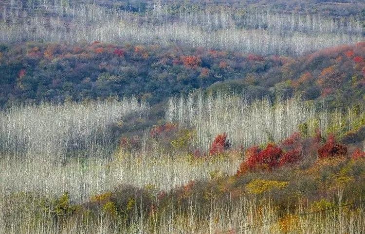 盱眙铁山寺:飘渺林雾入画境