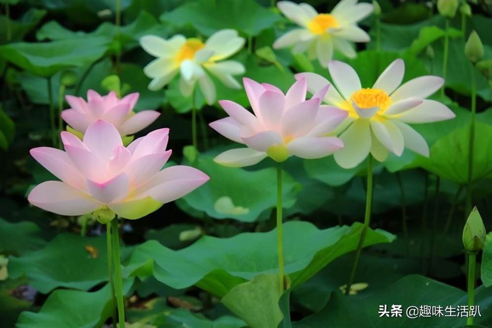 从物种起源到生物多样性,从起源到分类