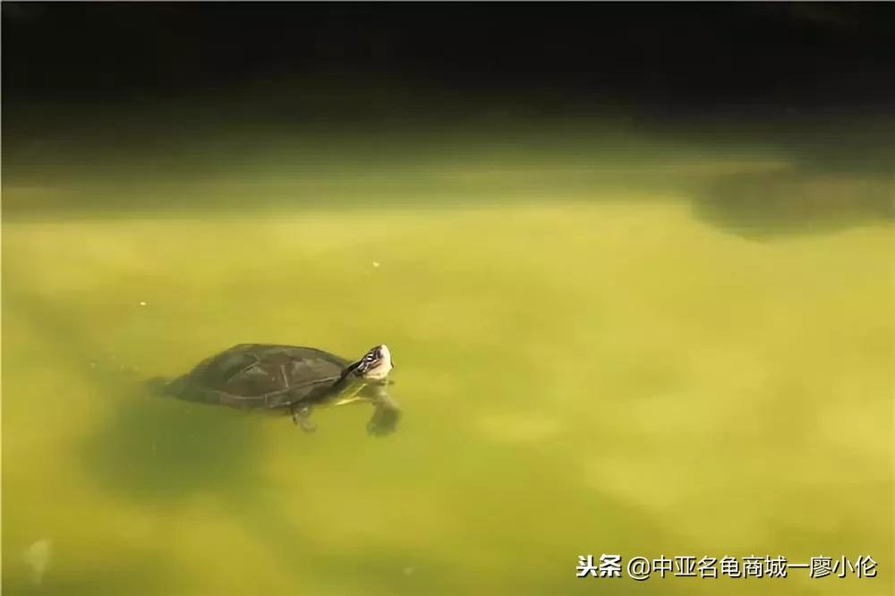 中国养殖市场,中国养殖的发展及现状