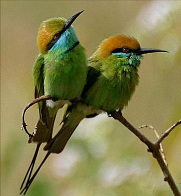 东江揽胜,惠州淡水常见鸟类图谱