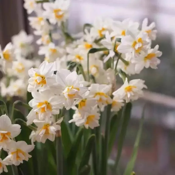 客厅卧室持久留香的香水,家里适合放什么香水