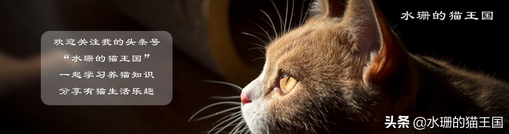 流浪猫找猫的故事,流浪猫的故事30个